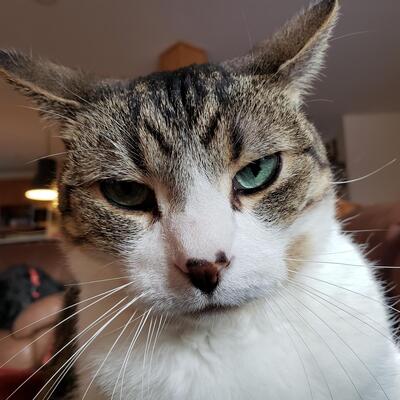 JimmyChezPants 🇨🇦