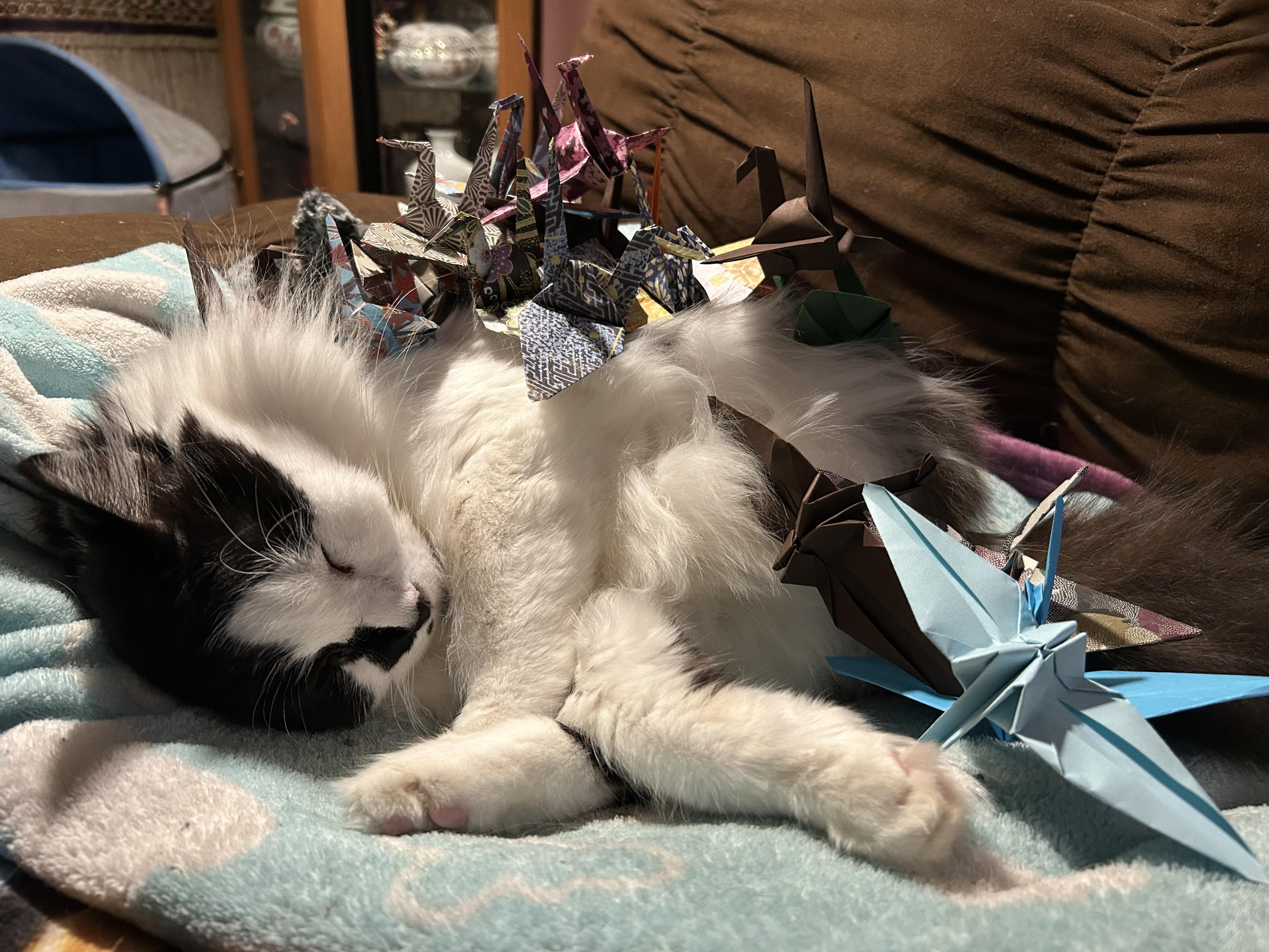 A black and white kitty napping soundly on his side on a fleece blanket nest on the couch. A group of a dozen or so folded standard sized origami cranes are piled on his side and tummy. The lighting isn’t the greatest.