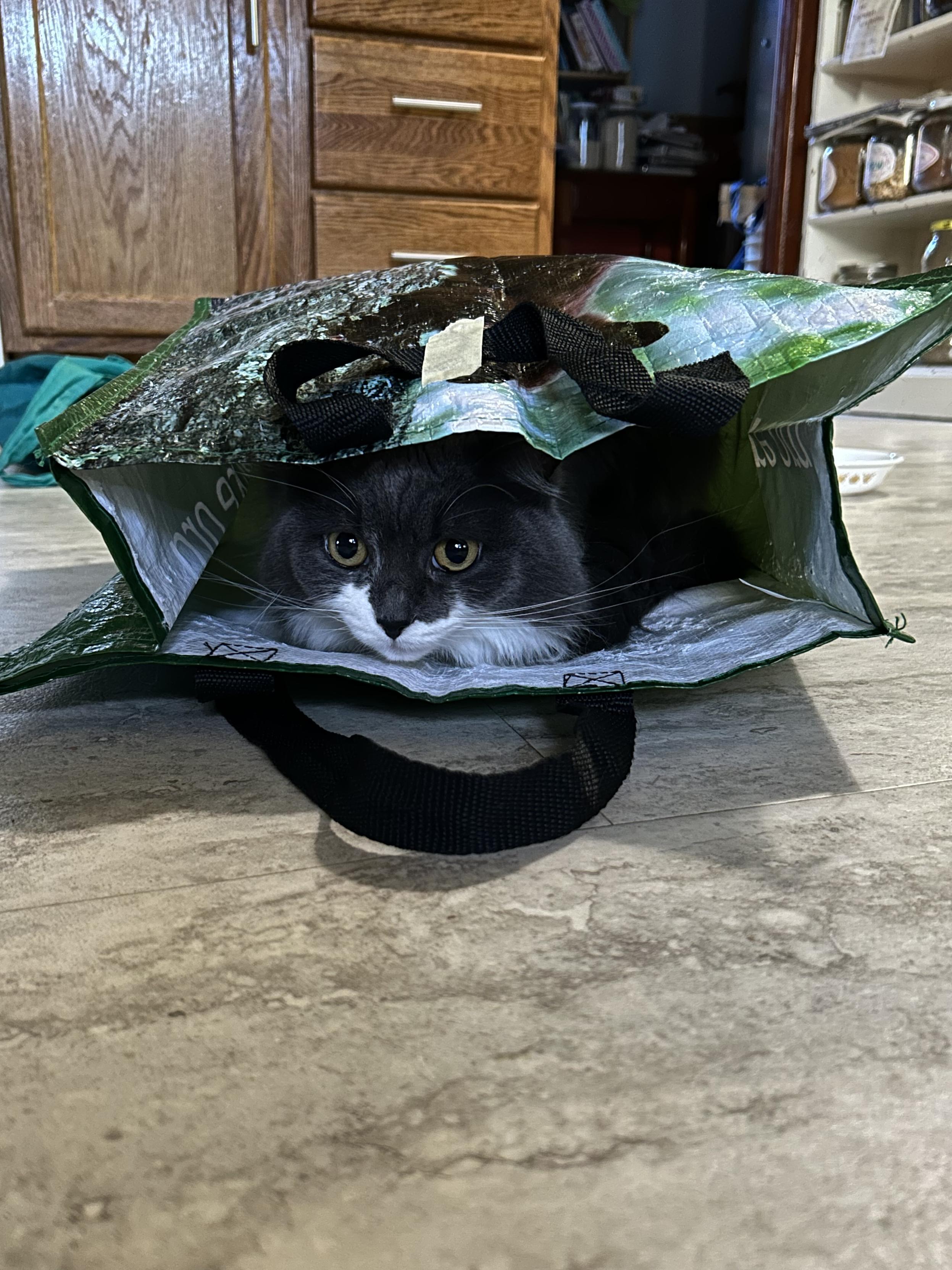 A grey and white kitty lurking in a large World Wildlife Fund grocery tote bag on the kitchen floor. Her eyes glow a bit in the shadows. I taped one handle to the outside of the bag so she could play without getting tangled up.