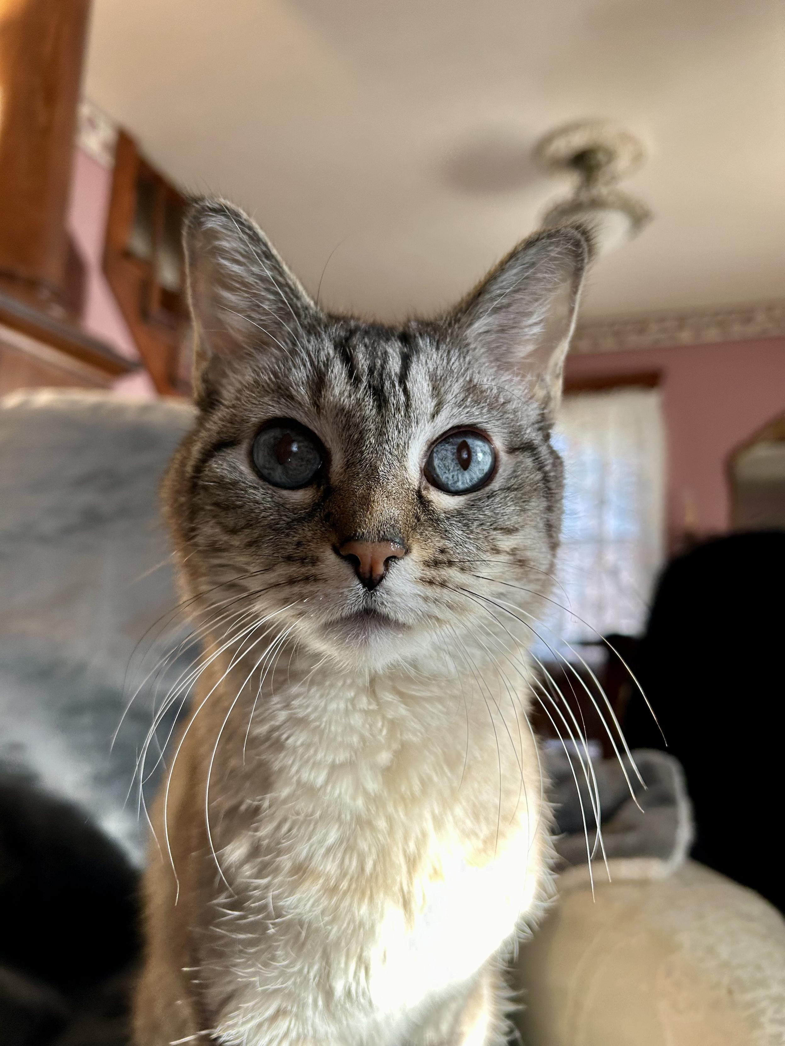 Portrait of a lynx point Siamese staring at the camera with an elegant posture. He has blue eyes and downward curving whiskers. His fur is creamy with darker tabby stripes on his face.