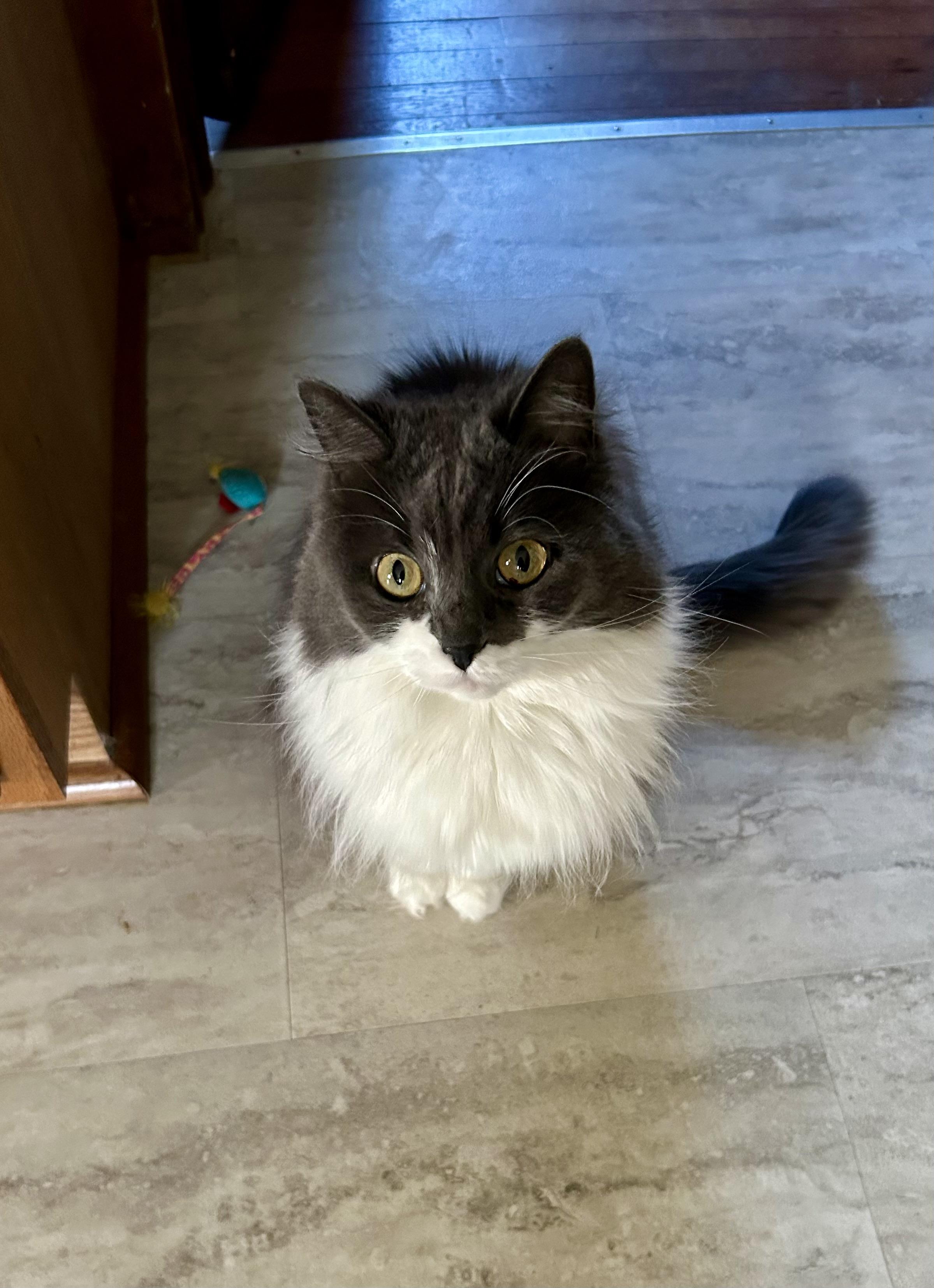 Looking down at a floofy grey and white bicolor sitting on the kitchen floor. She is gazing up with round yellow green eyes, patient and beseeching. Her ruff is gigantic and her two little front paws peek out, almost obscured by the photo angle.