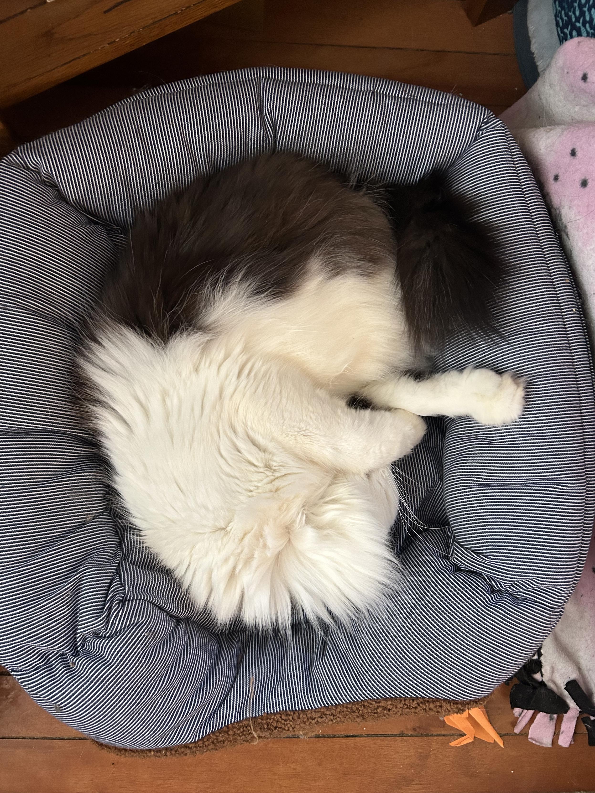 Top down view of a black and white kitty curled up and napping on a soft fabric cat bed. It is actually a cube that has been squished down and he is on the roof. His head is tucked under his front paw. He only has one back leg and a short tail puff. From this angle his upper body looks white and his bottom looks black, kind of like a yin yang symbol.