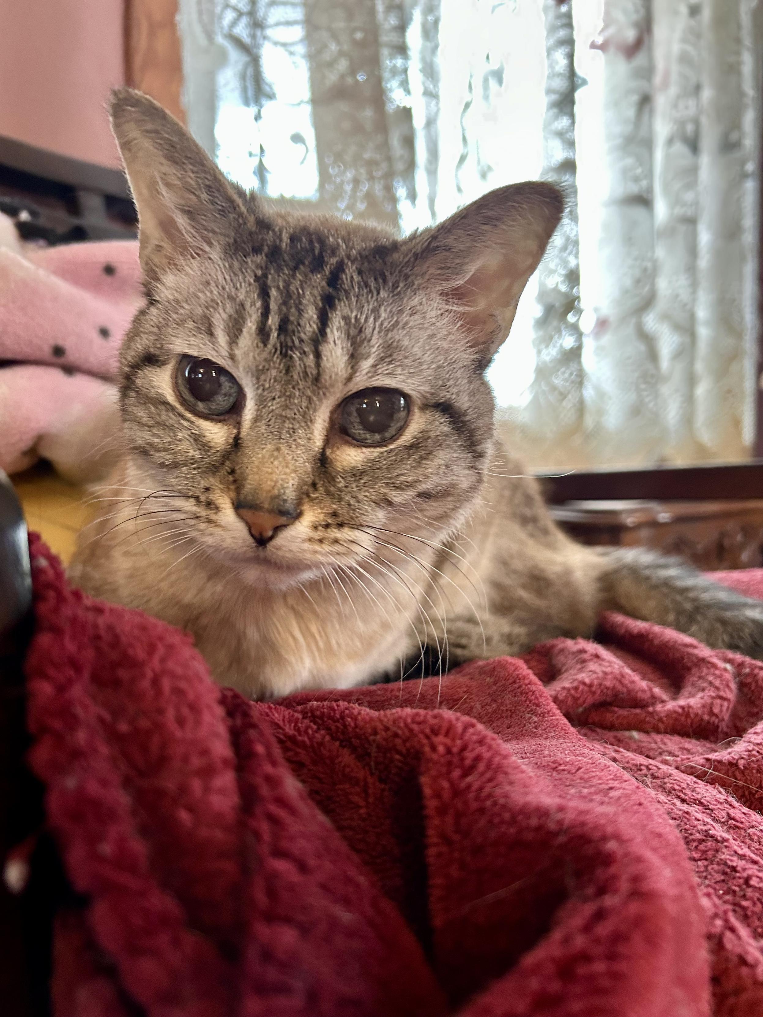 A lynx point Siamese in a semi loaf pose on a fleece blanket on a chair, looking thoughtful. He has symmetrical tabby markings on his face.