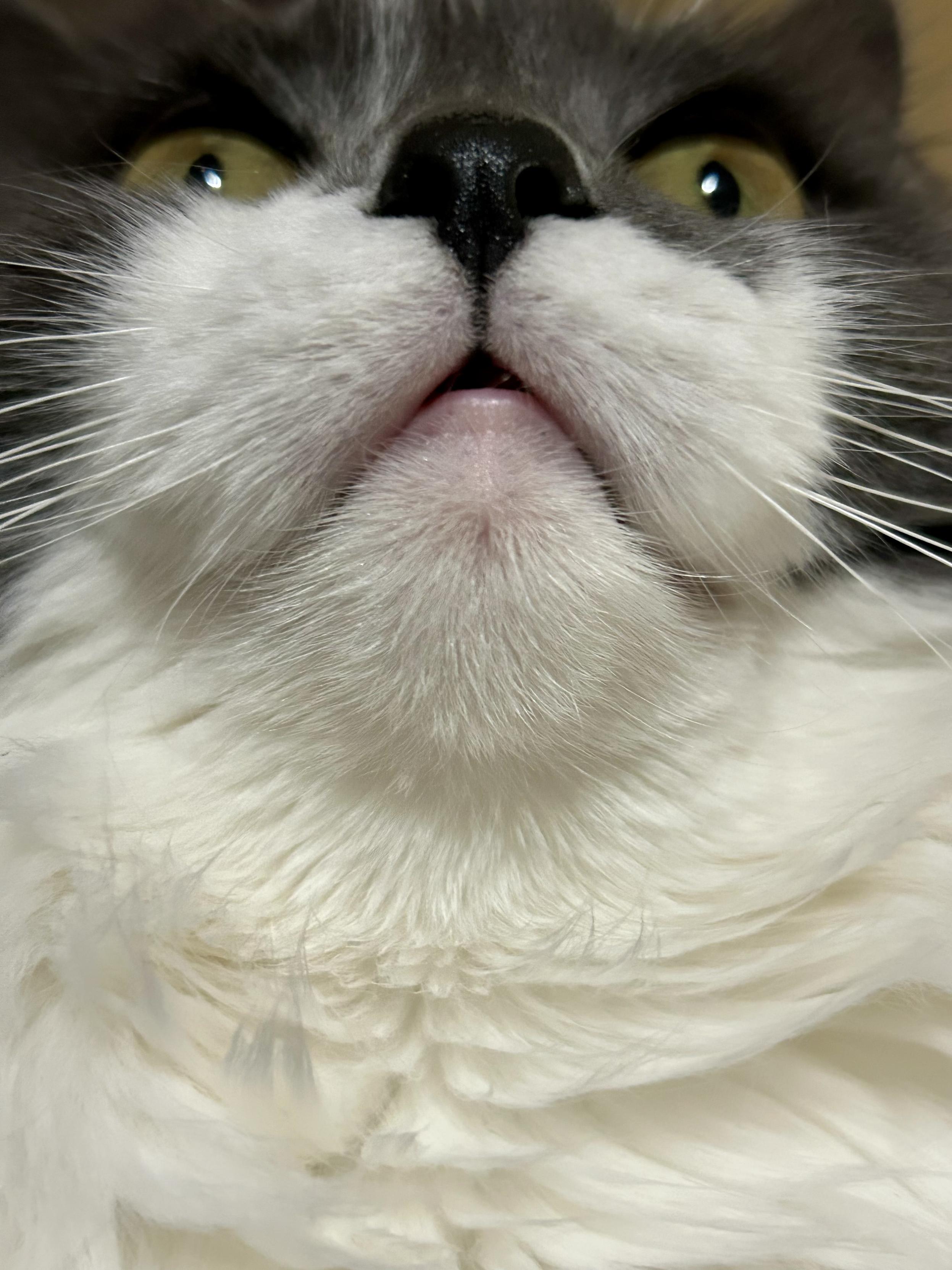 Extra close closeup of the chin and muzzle of a grey and white kitty. Her nose is black, and her eyes are at the top of the frame, giving her a giant and imposing appearance. Her cute little mouth is open a tiny bit, and she has thick whiskers growing from her puffy cheeks. More than half of the frame is the white floof of her chin and ruff.