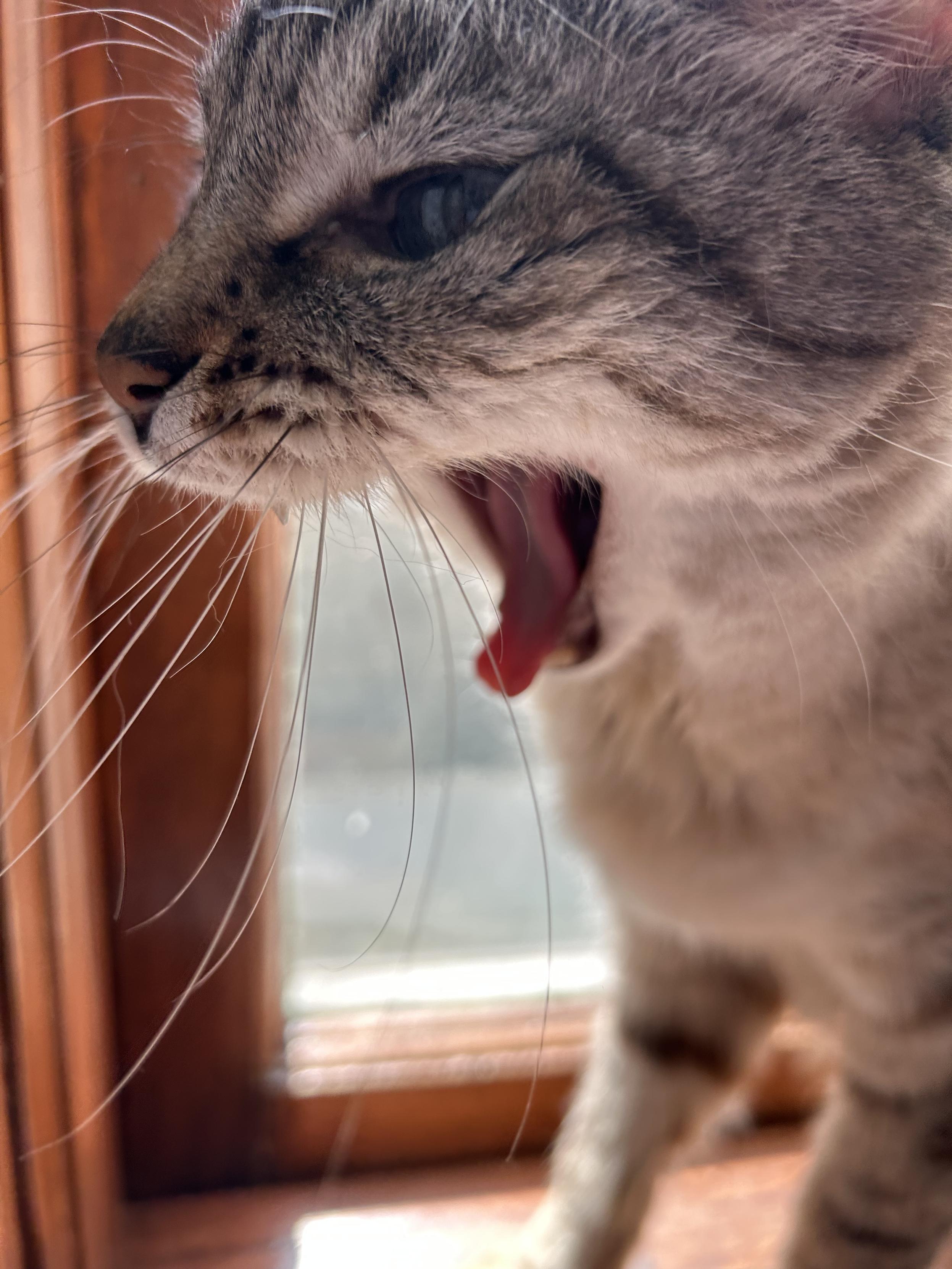 Closeup profile view of a lynx point Siamese yawning in a window. His mouth is open and his long whiskers take up a good deal of the frame and look impressive. His tongue is sticking out a little bit.