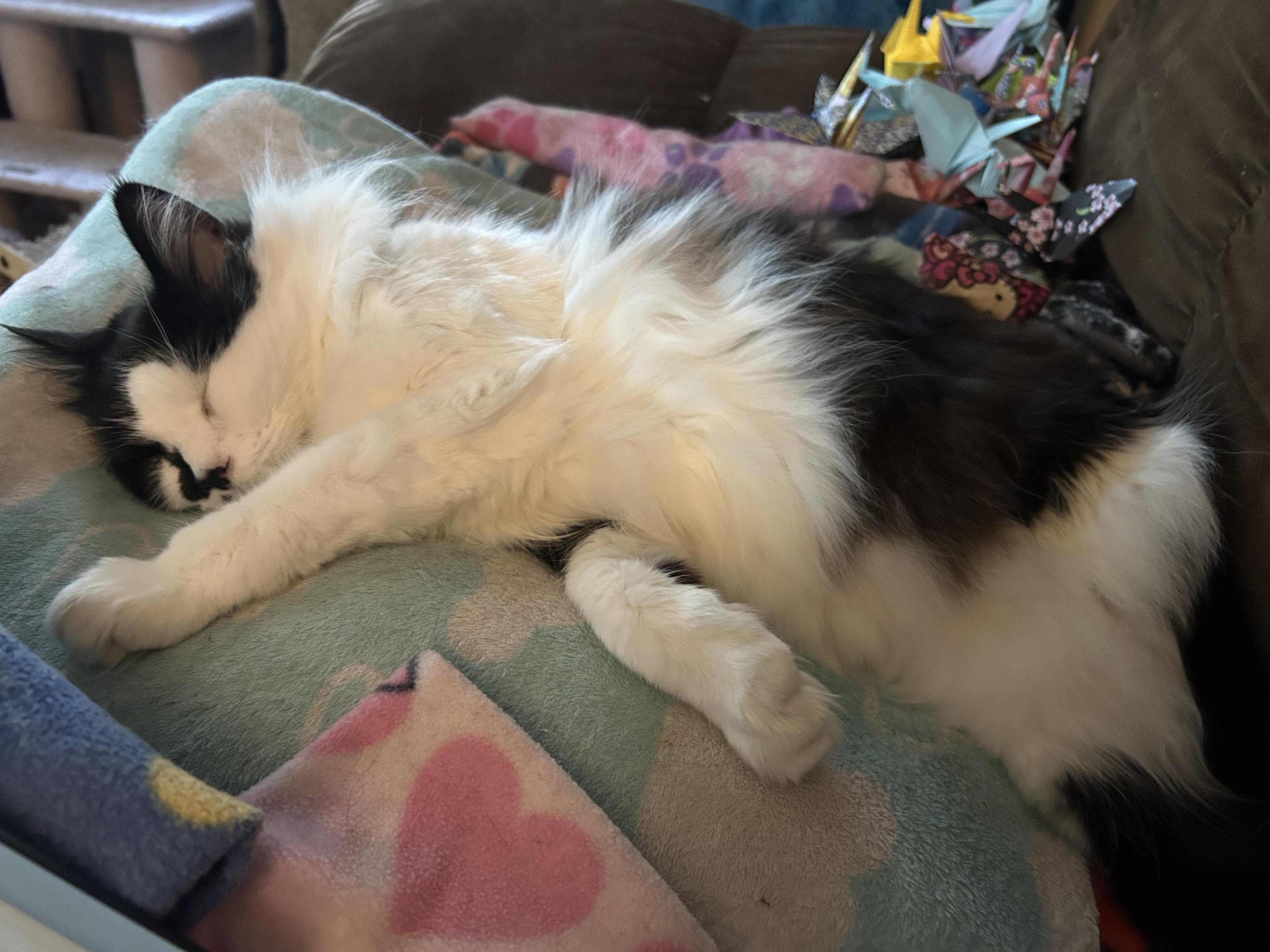 A black and white kitty sleeping on his side on a fleecie nest on the couch. His front paws are stretched this way and that. The shape of the nest cradles him perfectly. His missing back leg is the side facing up, giving a view of his fluffy little floof tummy. His back leg is tucked into the crevice at the back of the couch.