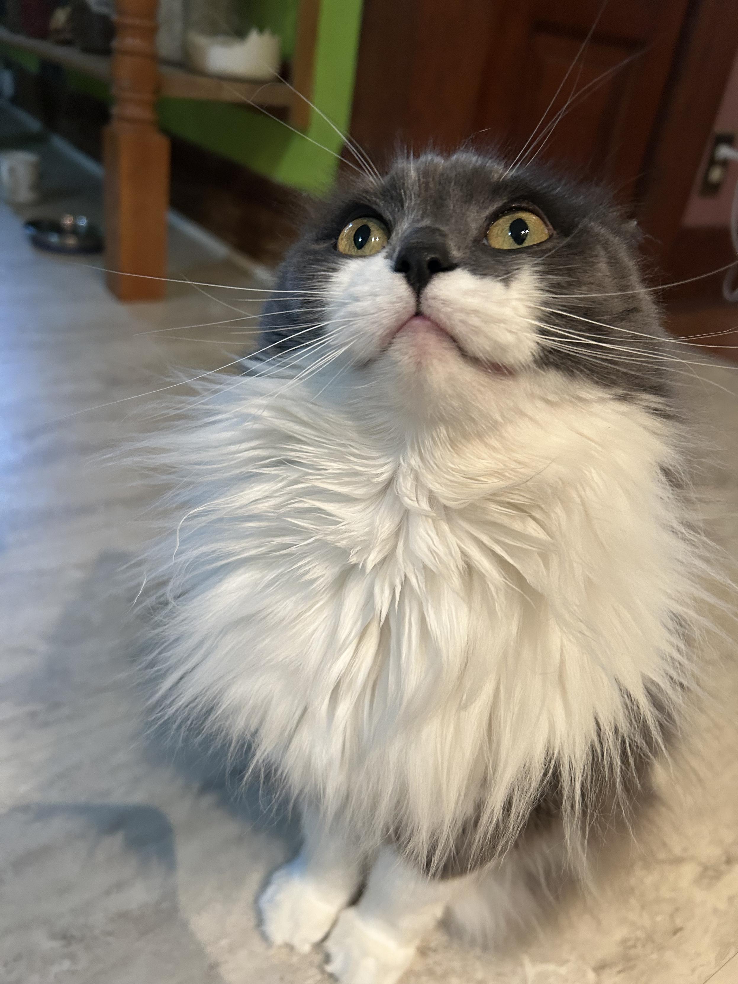 A floofy grey and white kitty sitting on the kitchen floor looking up with a silly expression. Her ears are invisible. Her eyebrow whiskers and whisker whiskers are prominent. She has a giant ruff. Her ears were back because she was expressing slight annoyance and from this angle, it looks like she has no ears.