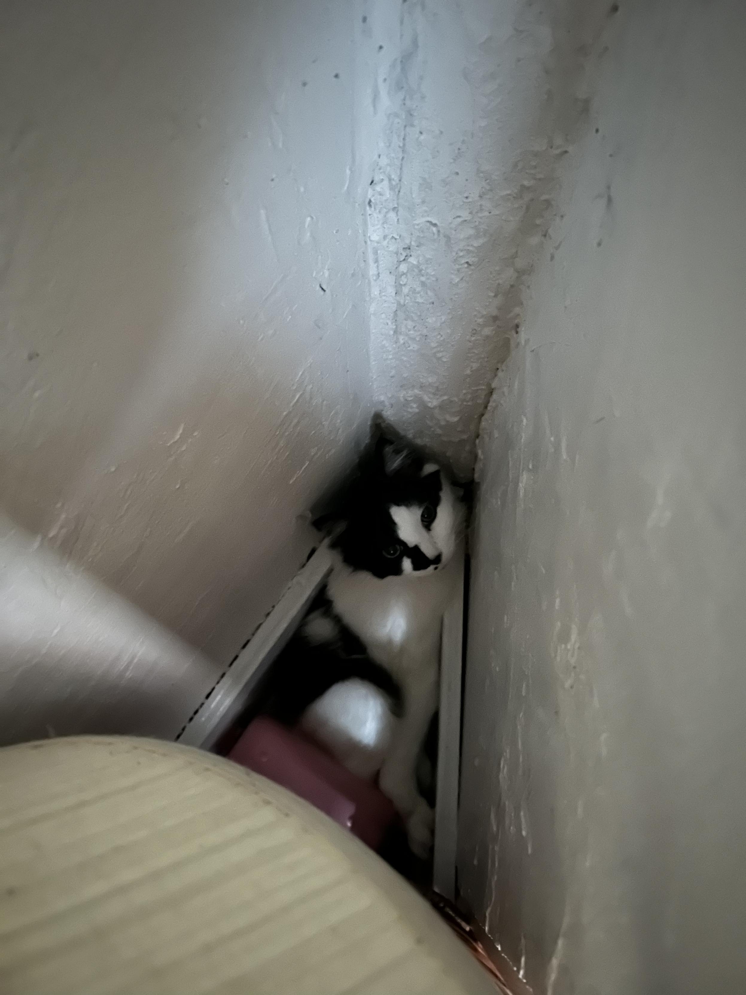 Looking down in a narrow old-fashioned closet space that is shaped like a triangular wedge. A black and white kitty has wedged himself in that space, which hugs him in a way he must like. It is Sprocket-sized. There is a lampshade near the closet entrance. He looks so tiny in this photo.
