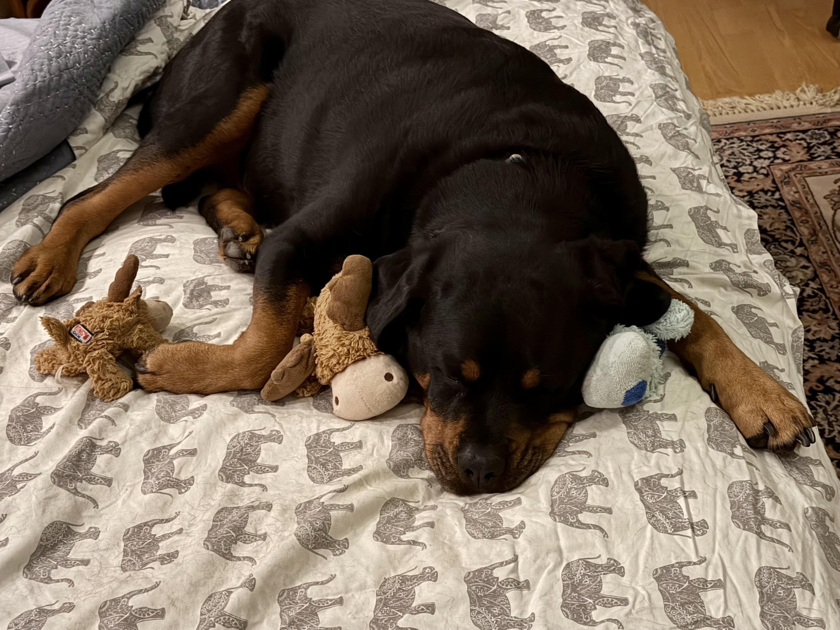 A Rottweiler sprawled out on a (human) bed. Under her is a bedsheet with elephants on it. Tucked on either side of her head, held with her forearms, are two stuffed animals, a moose under her right arm, and Blue Bear under her left. Next to her right paw is another, smaller moose stuffed animal.