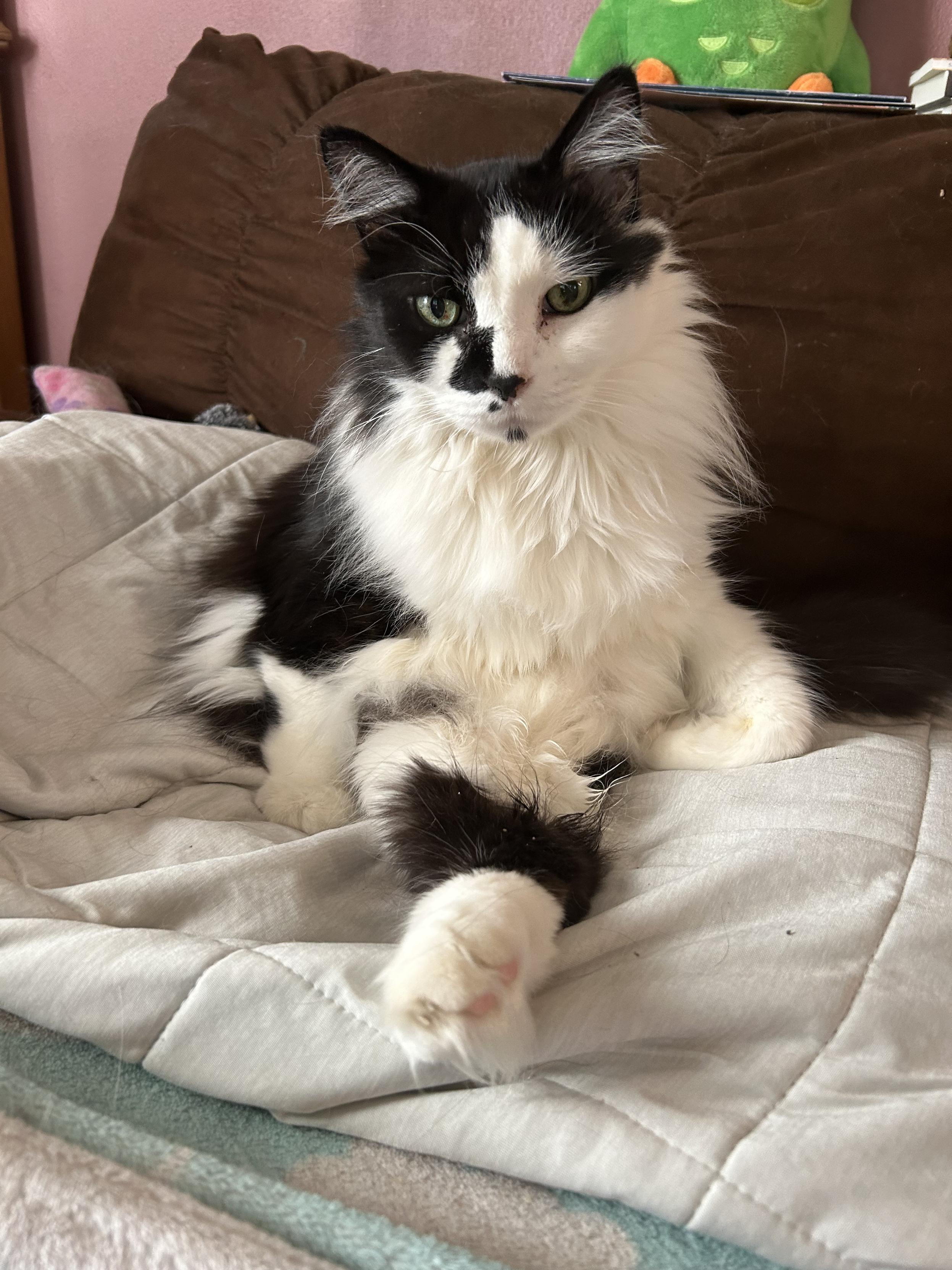 A fluffy black and white three-legged kitty sitting on a cooling mat with his single back leg sticking out in front of him. His front paws curled by his tummy. He looks sleepy and sweet.