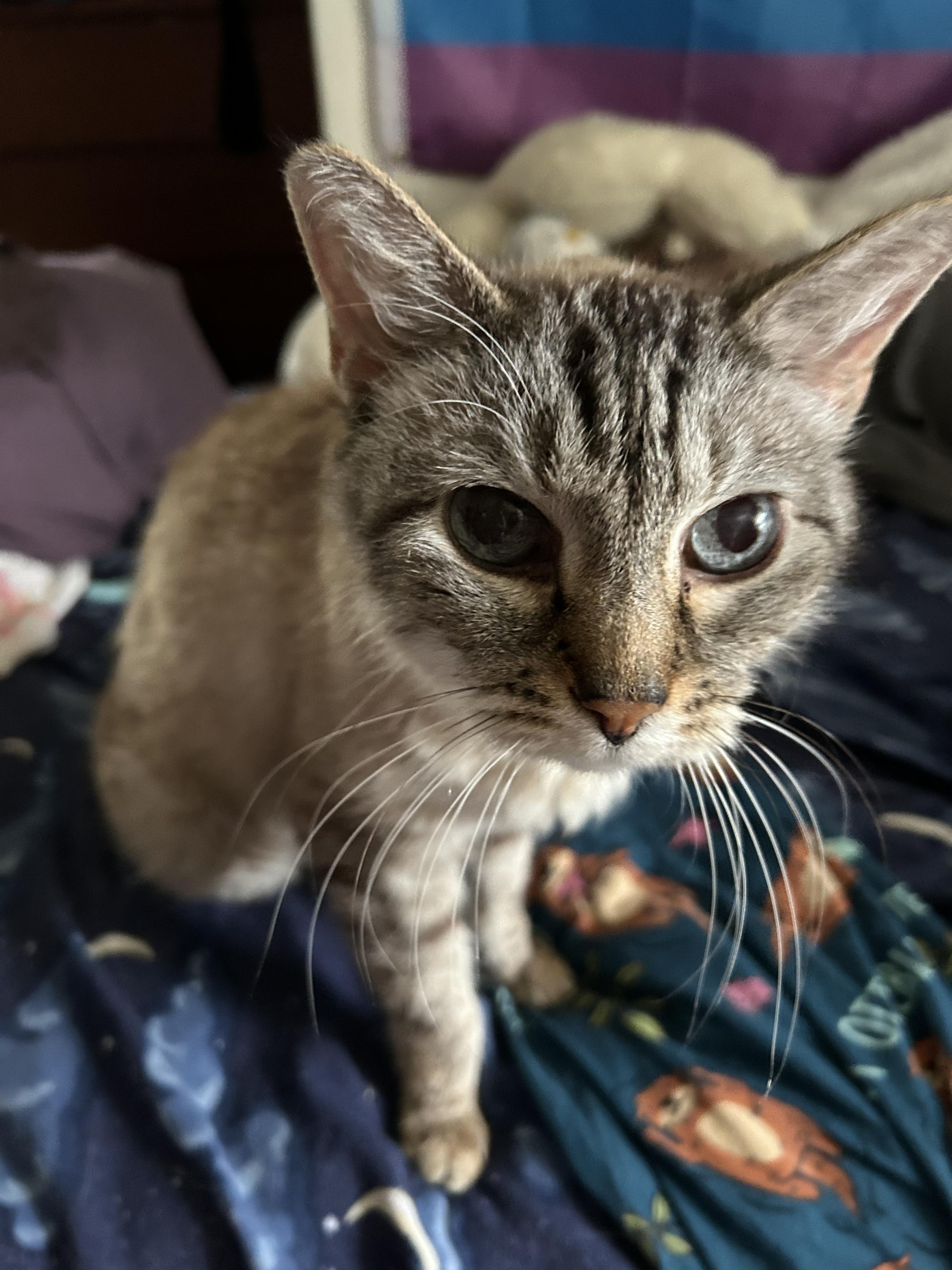 A lynx point Siamese standing on a bed, blue eyes dramatically in light and shadow. His whiskers curve down in elegant profusion.