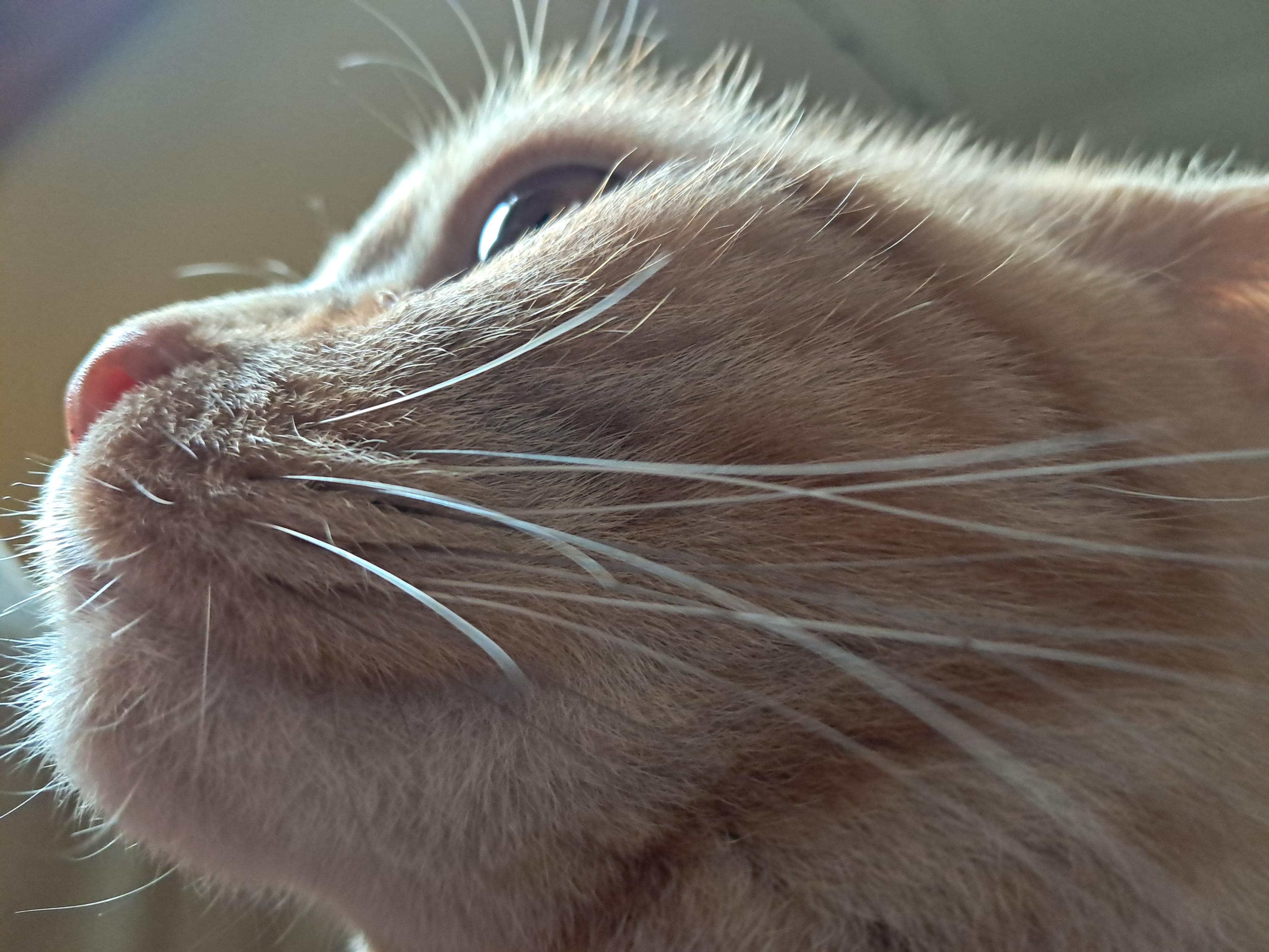 Close-up of the head of my orange shorthair, Pip, in profile. He's looking up and to the viewer's left, making him look very noble indeed.