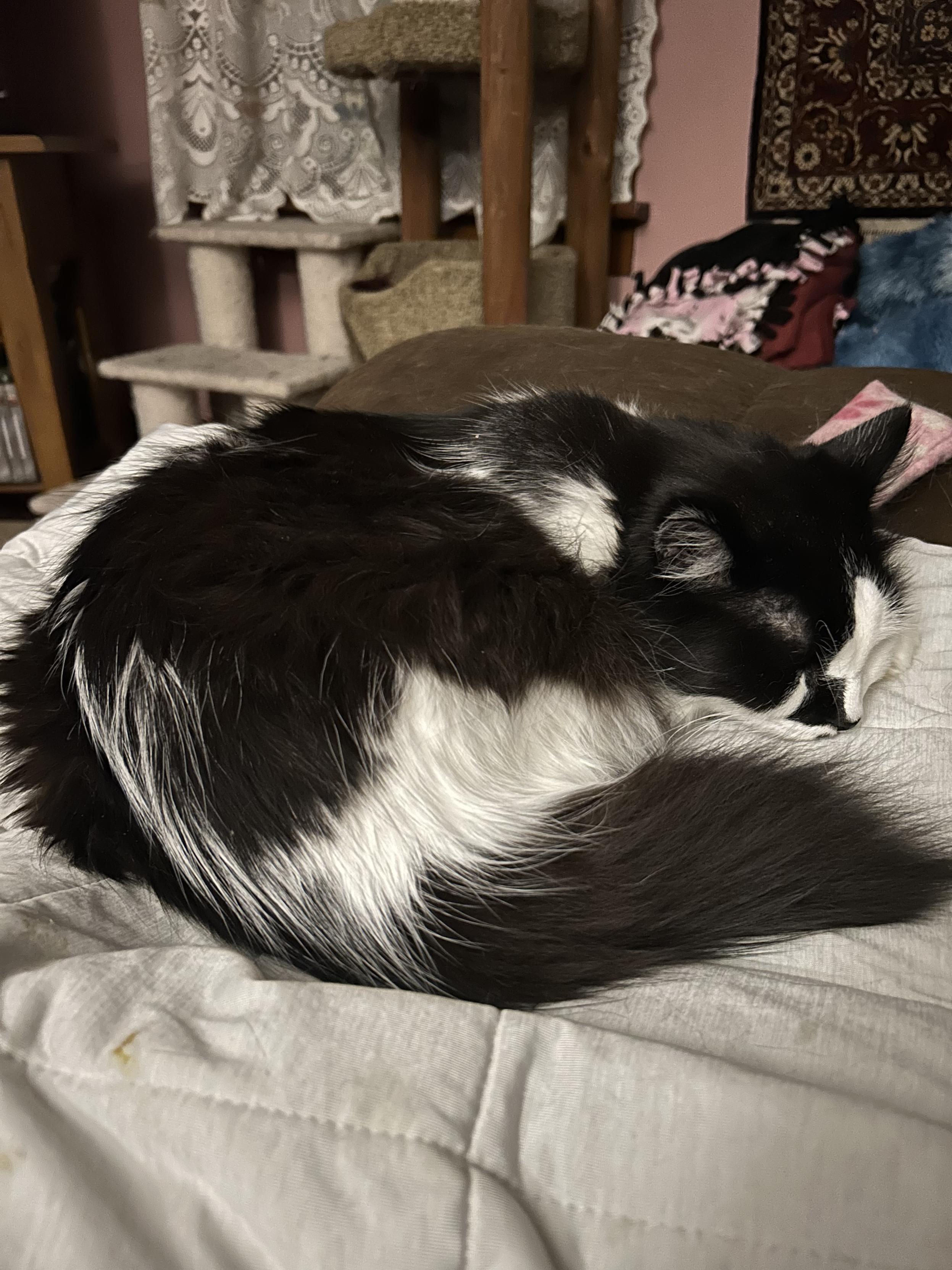 A curled up black and white kitty with three legs and a short black tail puff. He has a squiggly white skunk stripe. He is napping happily on a cooling mat.