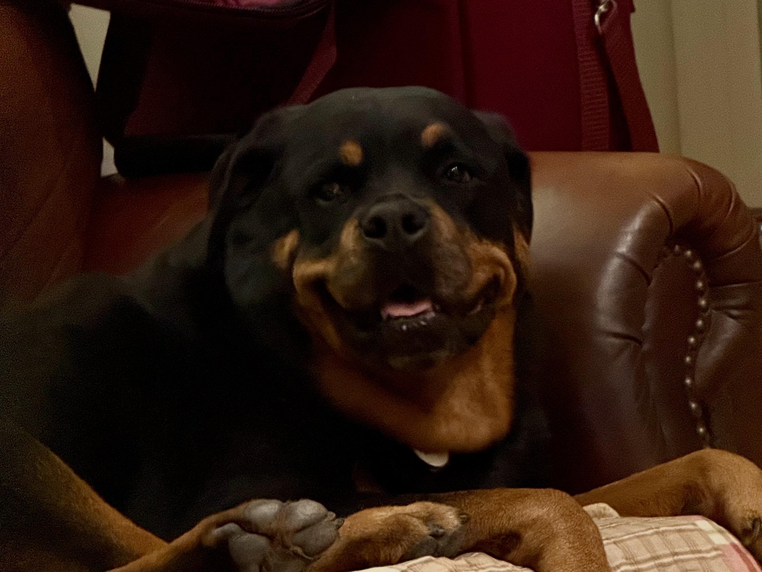 A Rottweiler lying on a leather couch. She’s leaning up against the armrest,
And looking off at something out for frame with a big goofy grin on her face, and the tip of her tongue sticking out.