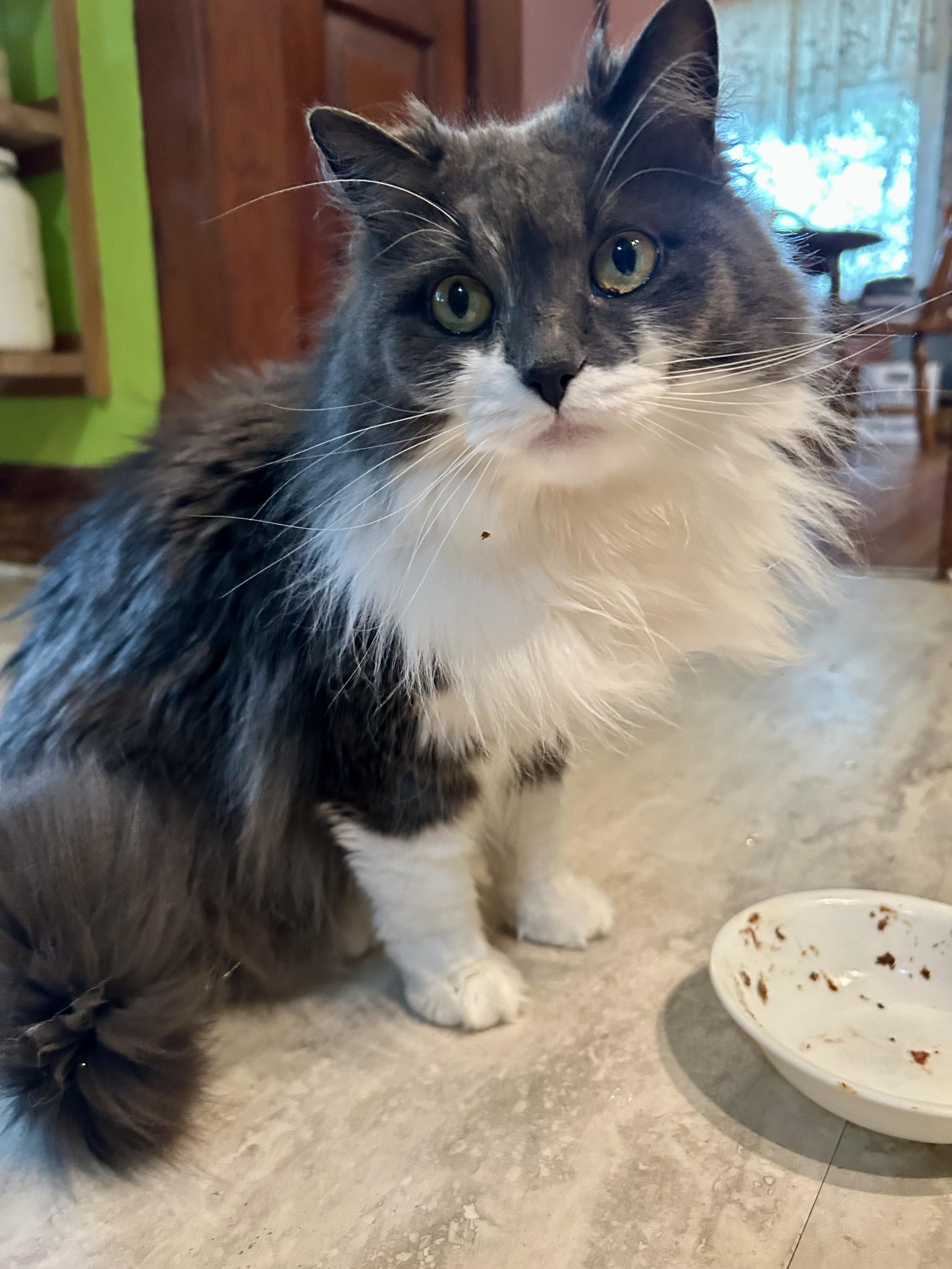 A big fluffy grey and white kitty with a big ruff and a sweet face looking towards the camera. There is an empty food bowl nearby. She has a little crumb on her ruff. Her big floofy tail is curled towards the camera.