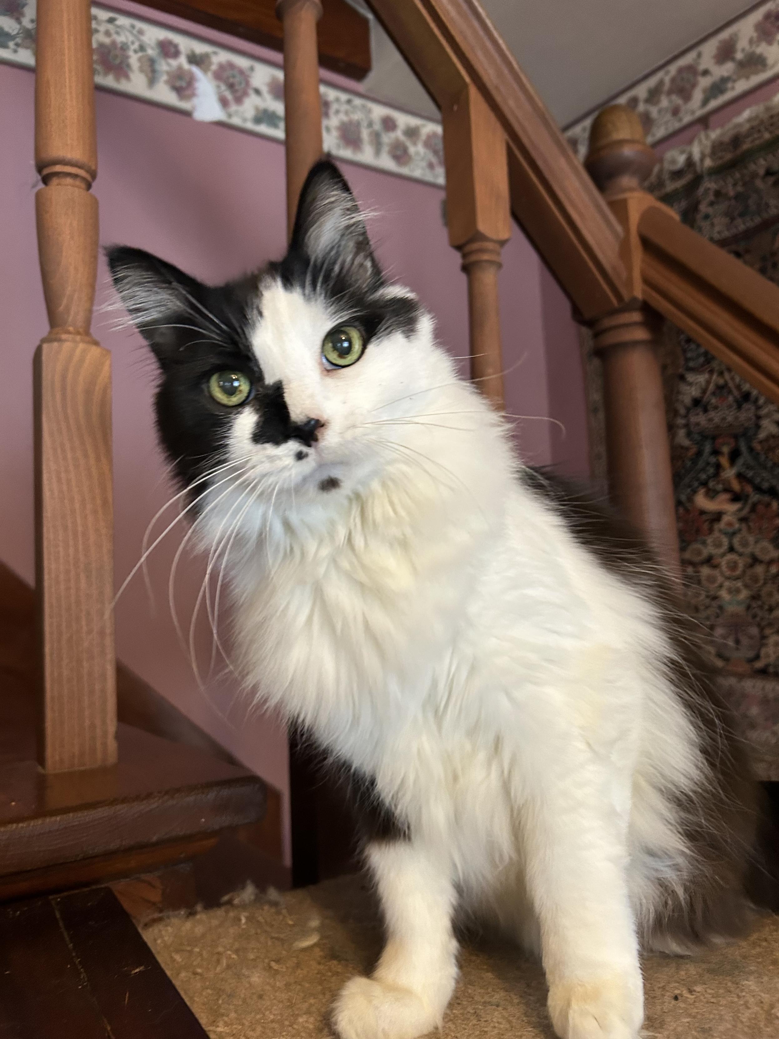 Black and white kitty, sprocket, looking cute leaning to the side